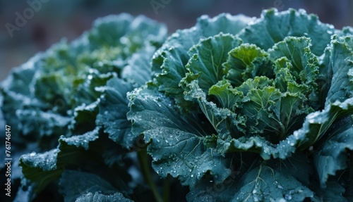  a close up of a bunch of lettuce with drops of water on the leafy green leafy plant.