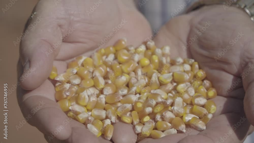 Hand holding corn Hand holding corn