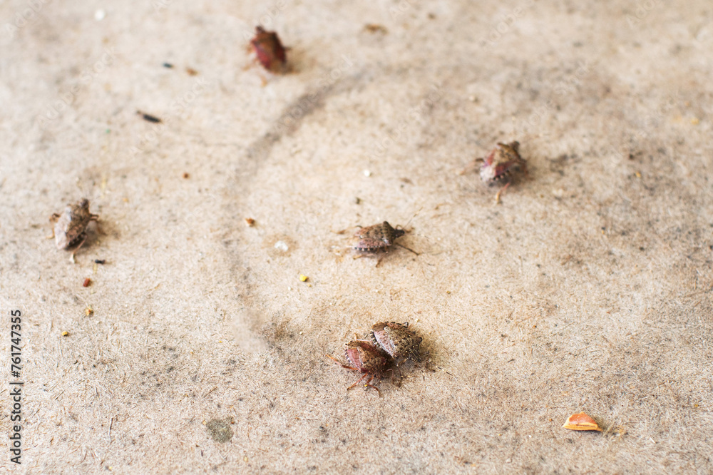 Marble bugs on the table. Bugs destroy the harvest of hazelnuts and other fruit trees. Ecological problem