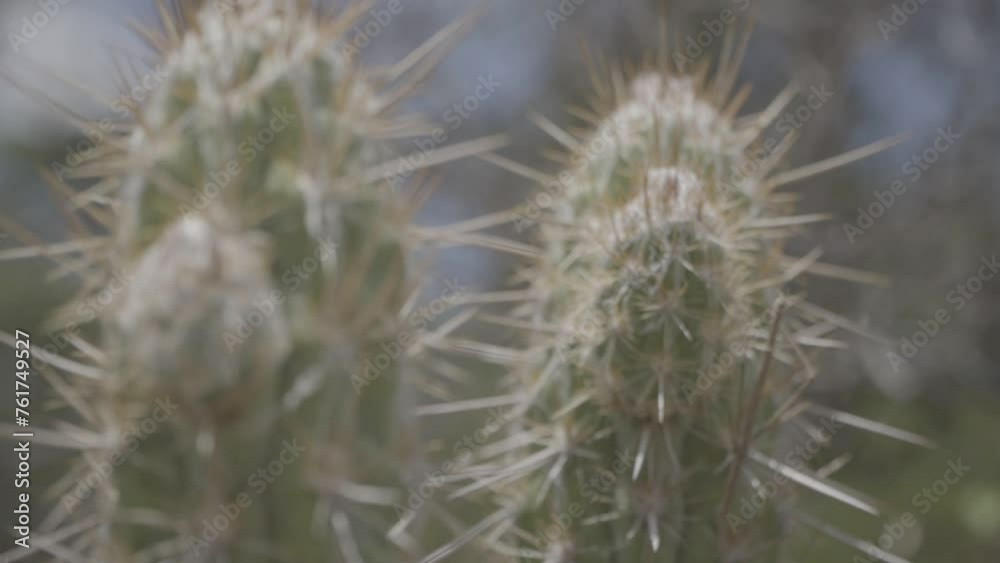 Close up of cacti Close up of cacti
