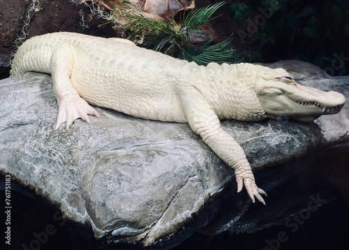 Rare Albino Alligator Basking on Rock