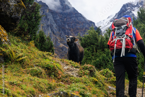 Cow is blocking the trail to a Sherpa Guide on the Kanchenjunga base camp trek close to camp Ramze, from Tseram to the viewpoint at the southern base camp in the Himalaya mountains, Nepal photo
