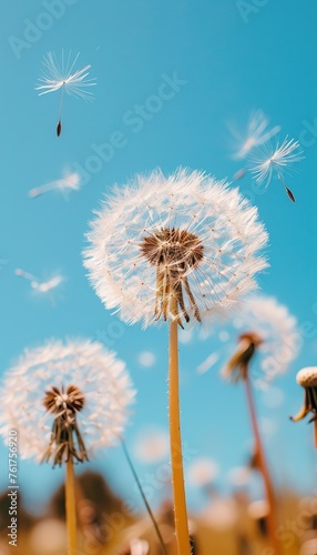 Dandelion seed blowing away in the wind  close up nature photography with flying fluffy seed head