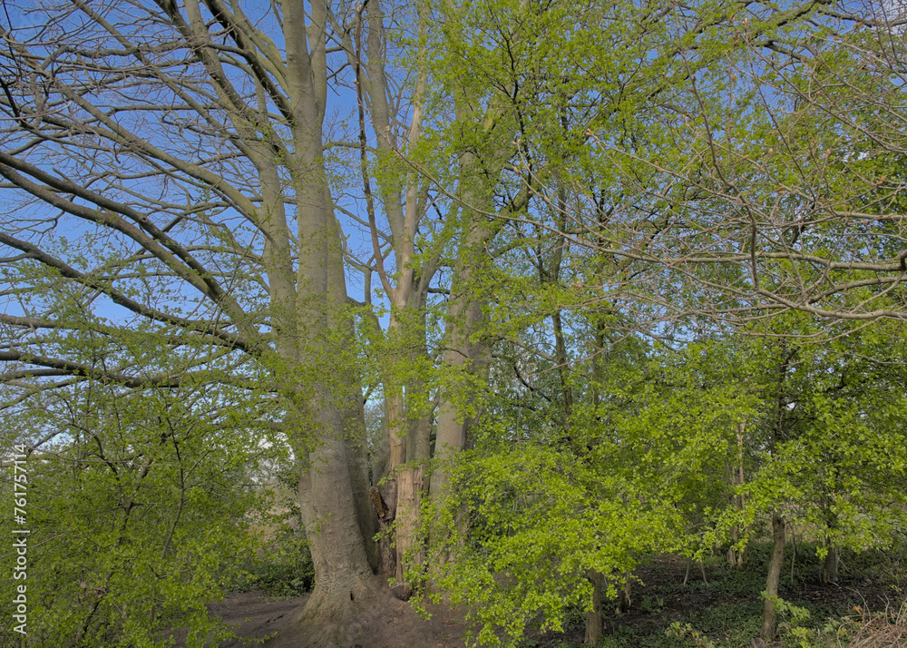 Naklejka premium Sunny bare trees and shrubs with fresh green foliage on a blue sky in Bourgoyen nature reserve, Ghent, Flanders, Belgium