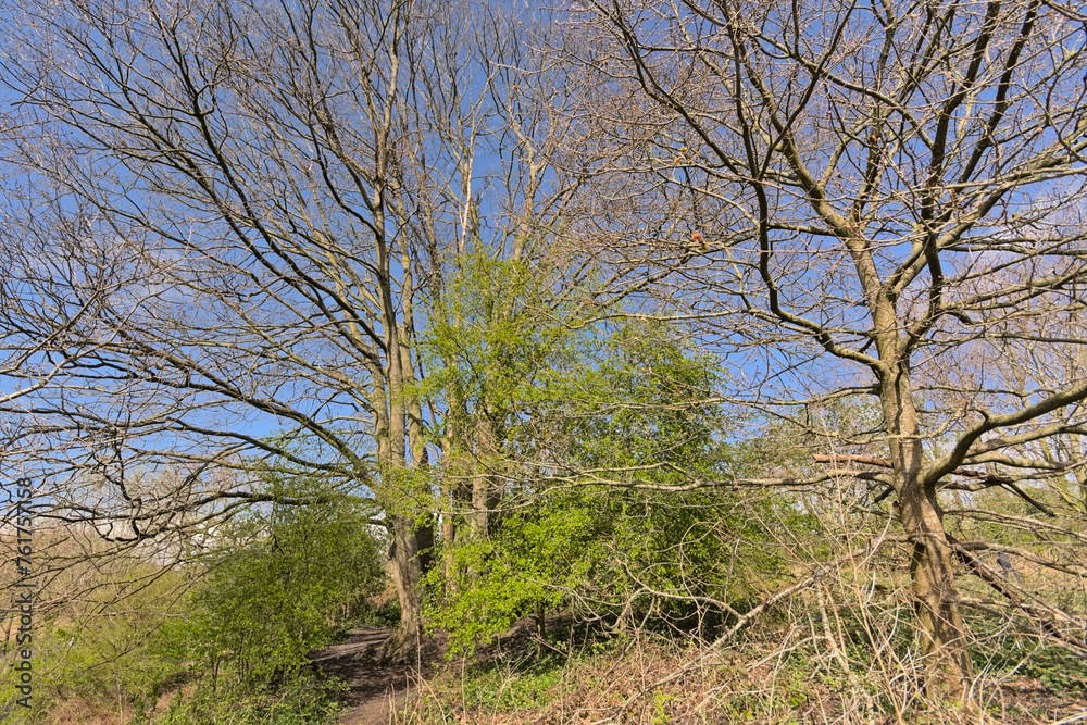 Sunny bare trees and shrubs with fresh green foliage on a blue sky in Bourgoyen nature reserve, Ghent, Flanders, Belgium Sunny bare trees and shrubs with fresh green foliage on a blue sky in Bourgoyen nature reserve, Ghent, Flanders, Belgium