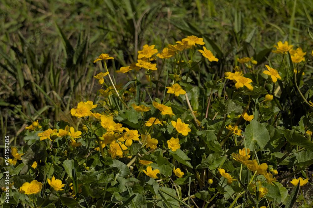bright yellow marsh marigold flowers in the swamp - Caltha palustris bright yellow marsh marigold flowers in the swamp - Caltha palustris