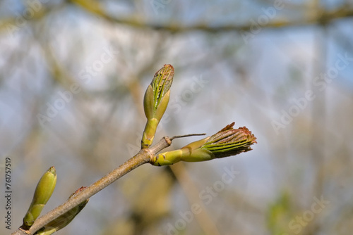 Young red and green leaf buds of a maple tree in springtime, selective focus with bokeh background