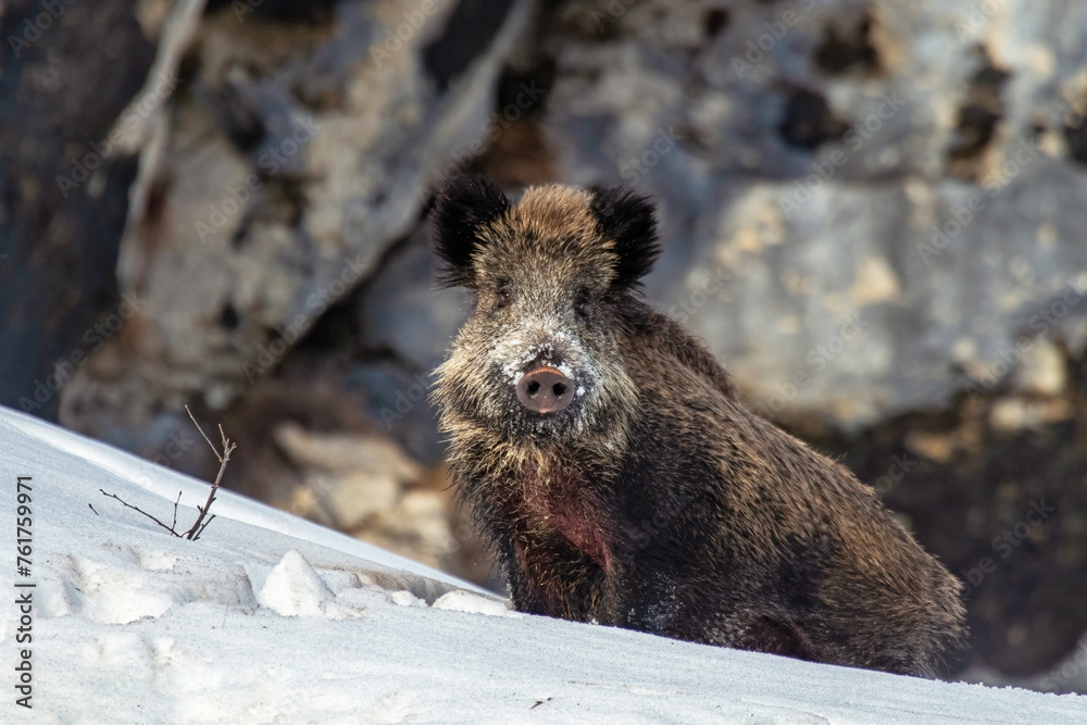 Massive wild boar (Sus scrofa) with some snow on its snout, facing a snowy slope on blurred rocks background, Alps, italy.