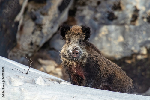 Obraz na płótnie Massive wild boar (Sus scrofa) with some snow on its snout, facing a snowy slope on blurred rocks background, Alps, italy. w salonie