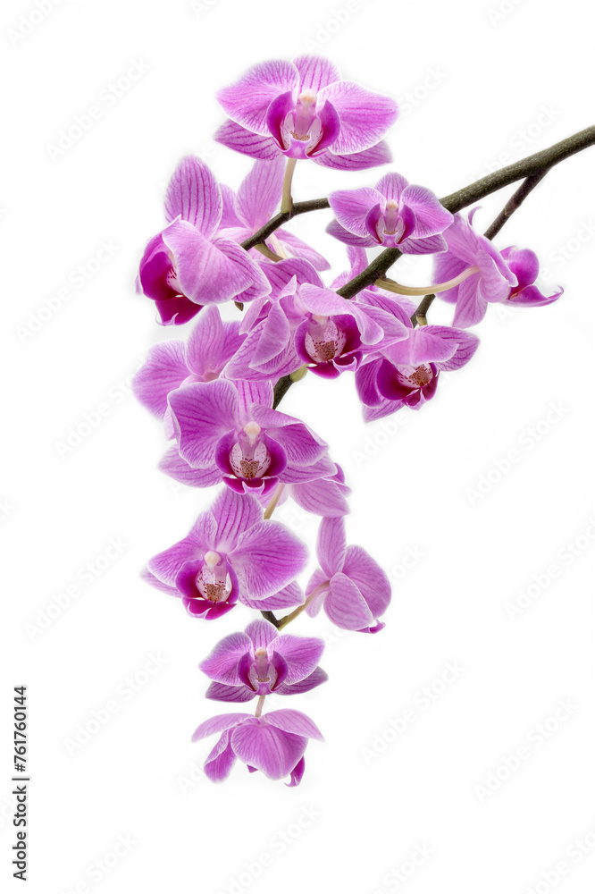 violet orchid on a white background with multiple blossoms