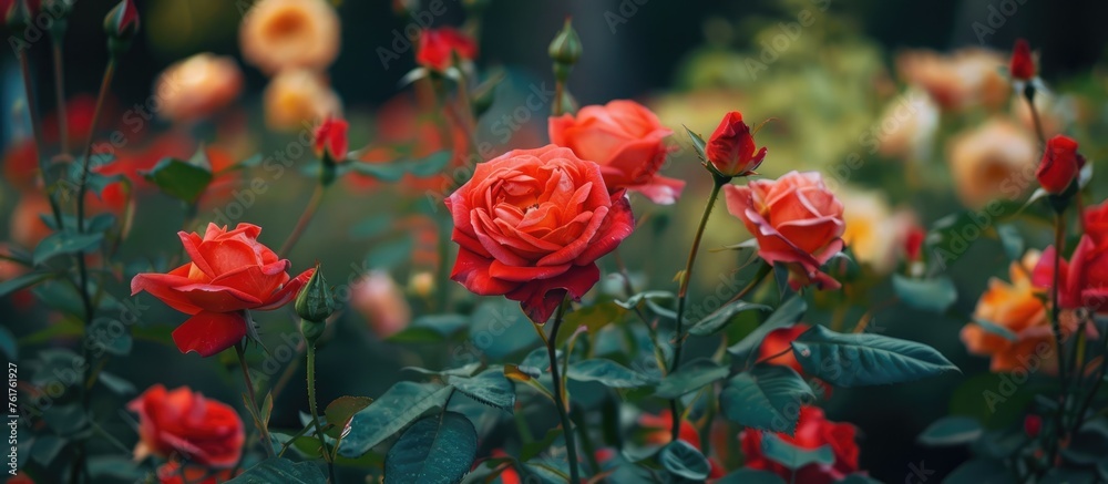 Vibrant roses in an urban park for design Vibrant roses in an urban park for design