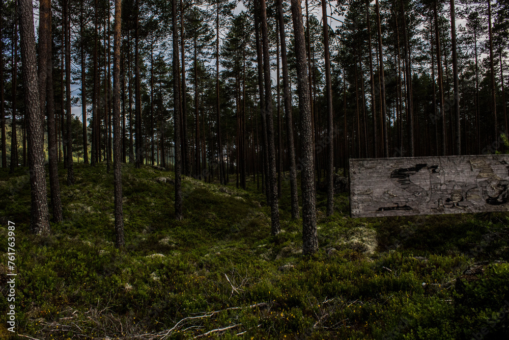 signe in the wood signe in the wood