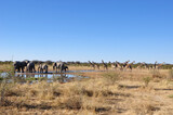 Giraffen- und Elefantenherde im Etoscha Nationalpark. A herd of girafs and elephants in Etosha Nationalpark.