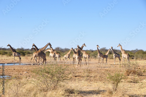 Giraffenherfe im Etoscha Nationalpark. A herd of girafs in Etosha Nationalpark.