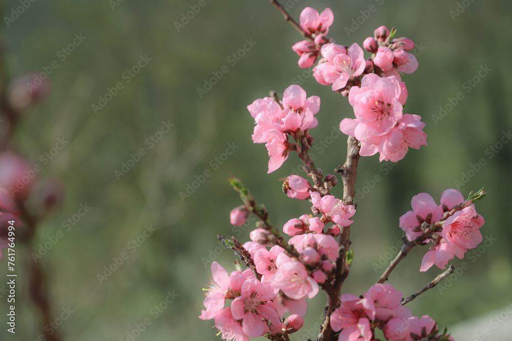 blossoming peach twigs - spring blossoming peach twigs - spring