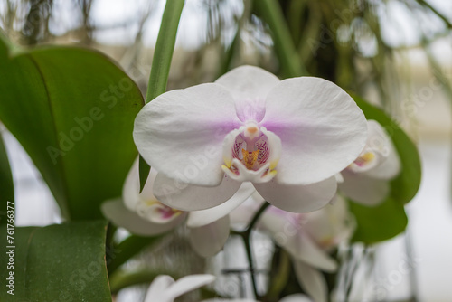 Beautiful colorful Orchid flower. Photo with nice bokeh