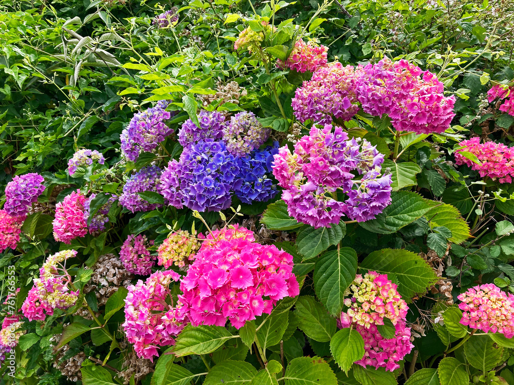 Hydrangea flowers in an overgrown English garden Hydrangea flowers in an overgrown English garden