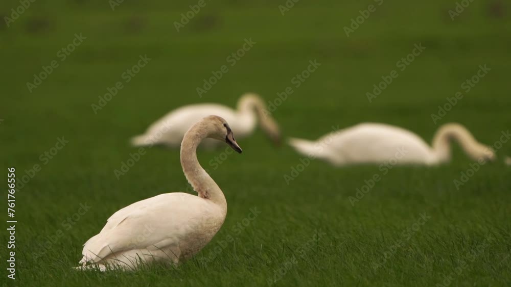 A mute swan (Cygnus olor) walking through a Dutch meadow - slow motion A mute swan (Cygnus olor) walking through a Dutch meadow - slow motion
