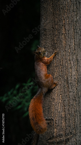 cute andean red squirrel looking at camera in colombian jungle