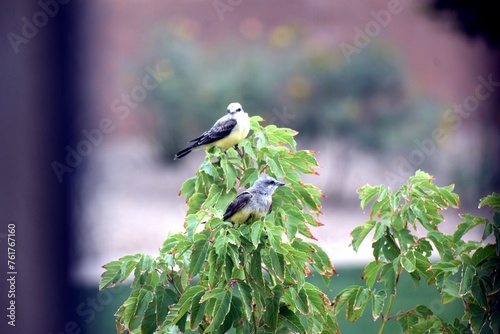 Two Birds in a Tree