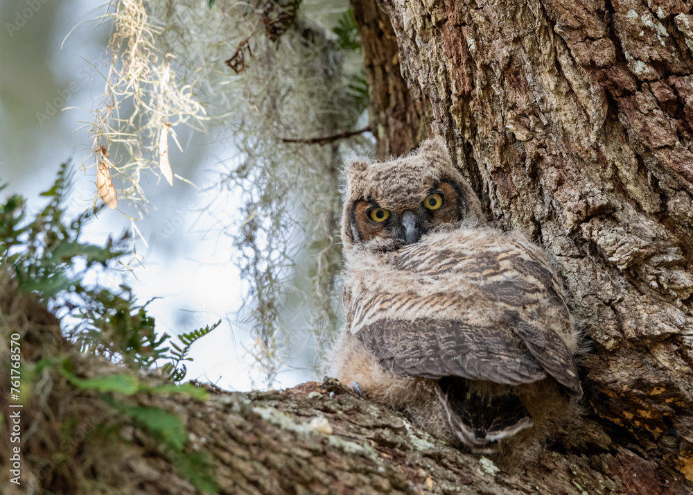 Great Horned Owlet with Captivating Eyes Great Horned Owlet with Captivating Eyes