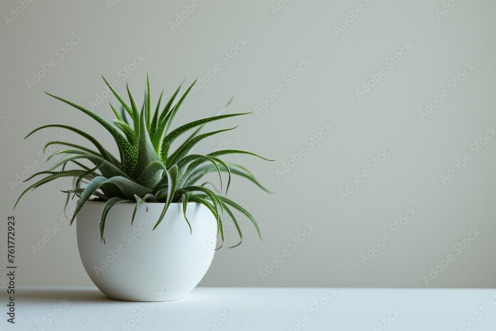 plant in a vase on the table with grey background plant in a vase on the table with grey background