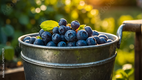 ripe blueberries in an iron bucket in nature