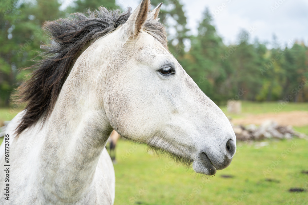 Portrait of grey horse in field. Dappled gray horse standing in the field. Animal portrait, side view. Portrait of grey horse in field. Dappled gray horse standing in the field. Animal portrait, side view.