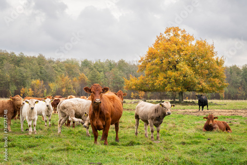 Cows with calves out on grass in autumn time. Autumn landscape with cattle. 