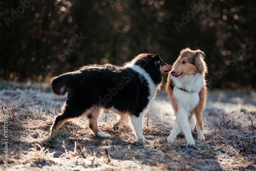 American Collie photo