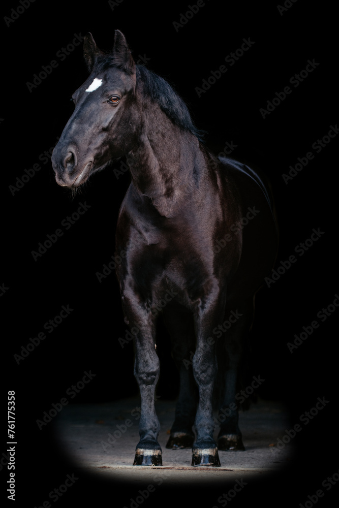 Obraz premium Schweres Warmblut