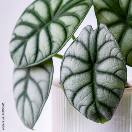 Alocasia Silver dragon in the white pot on light background. Beautiful leaves close-up. Square. Selective focus.