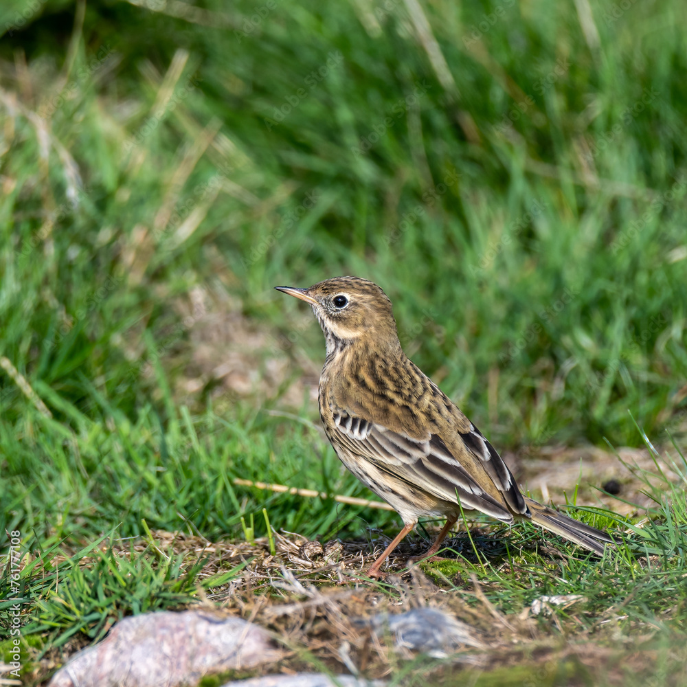 Meadow Pipit standing on grass Meadow Pipit standing on grass