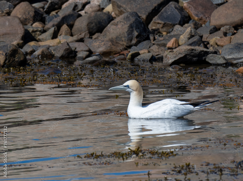Fototapeta premium Northern Gannet swimming near rocky beach