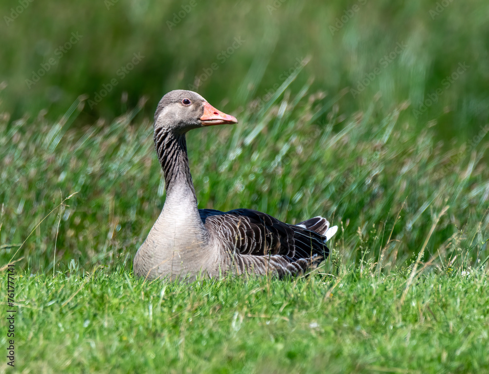 Greylag Goose lies in the grass Greylag Goose lies in the grass