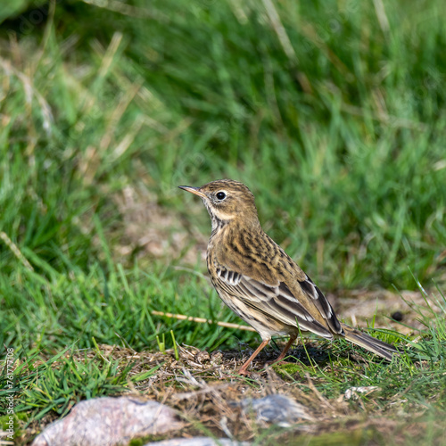 Meadow Pipit standing on grass