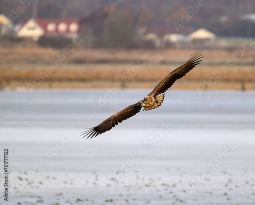 White-tailed Eagle flying over wetland