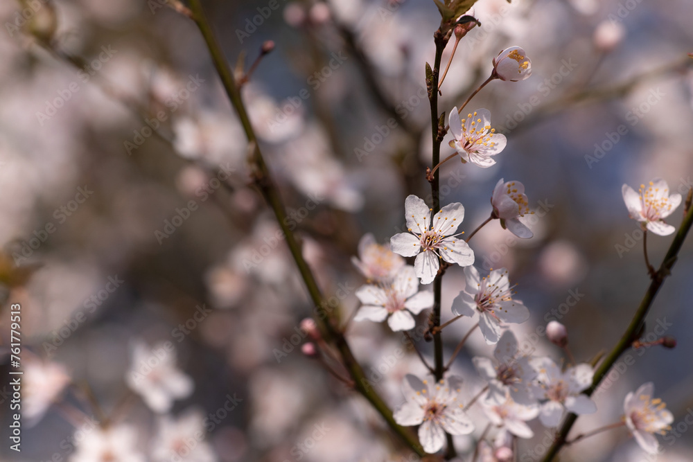 Blooming tree with white flowers on blurred background in spring
Blooming tree with white flowers on blurred background in spring