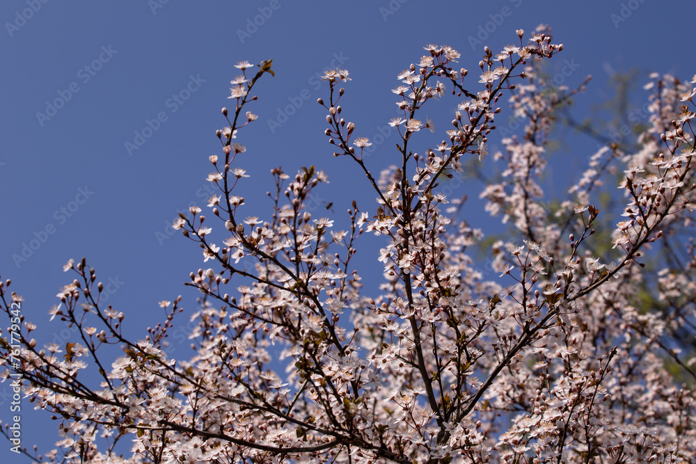 Blooming tree with pink flowers on  blue sky background in spring