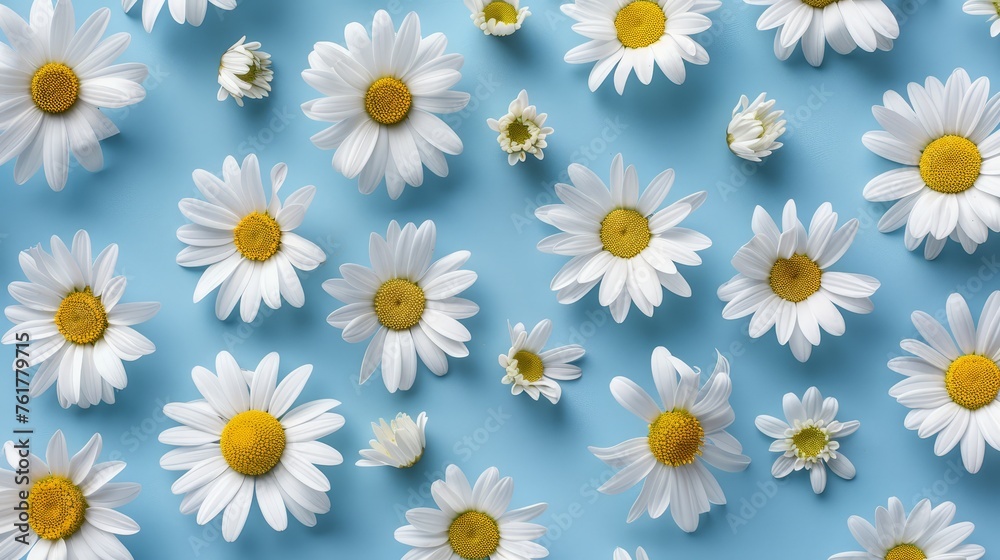 Multiple white daisies with yellow centers on a blue background. Flat lay composition with place for text. Springtime floral pattern concept