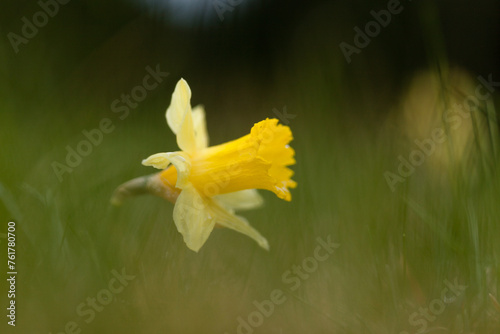 Jonquilles  photo