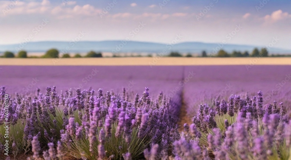 Fototapeta premium Close-up of a blooming lavender field (lavandula angustifolia)