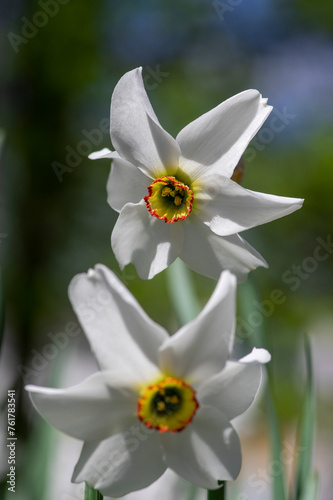 Narcissus poeticus bright white ornamental flowering plant, group of beautiful springtime flowers in the garden