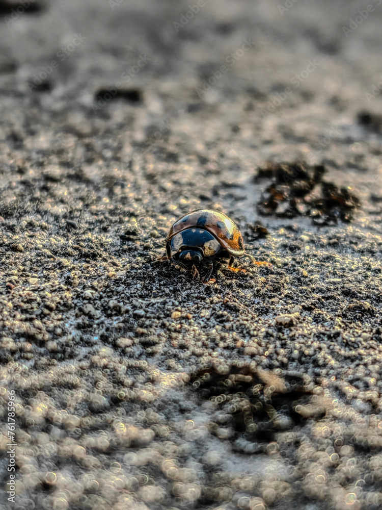 snail on the sand
