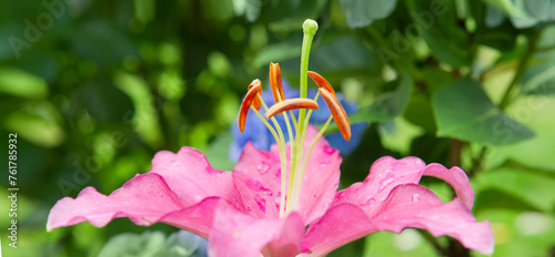 Beautiful pink lily close up,isolated on green background.