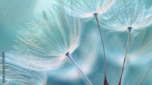 Close Up of Dandelion With Blurry Background