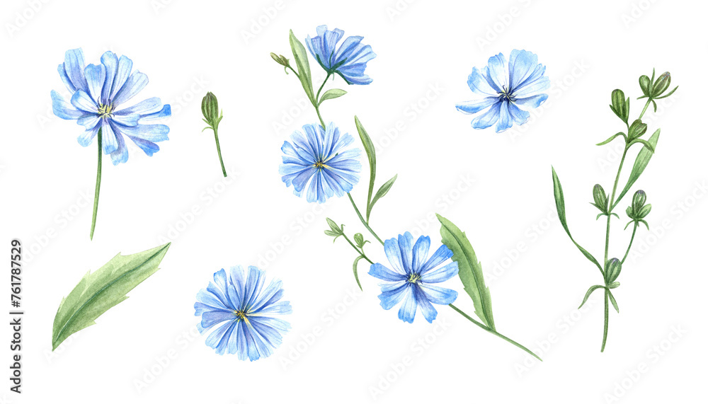 Blue chicory. Set of wild meadow flowers. Flower heads, bud, leaf. Cichorium. Delicate intybus branch. Floral watercolor illustration for medical design, package, postcards. - obrazy, fototapety, plakaty 