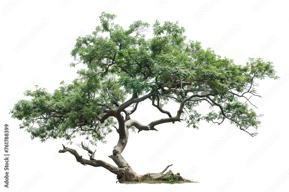 custom made wallpaper toronto digitalgreen tree isolated on white background
