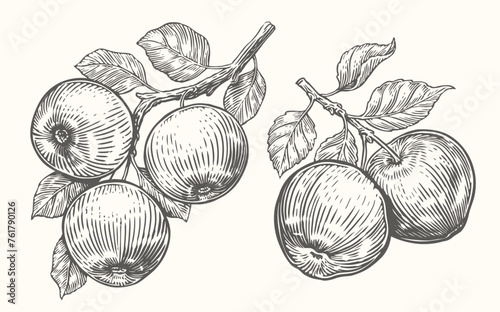 Apples on branch with leaves. Fruits harvesting sketch. Hand drawn vector illustration vintage drawing