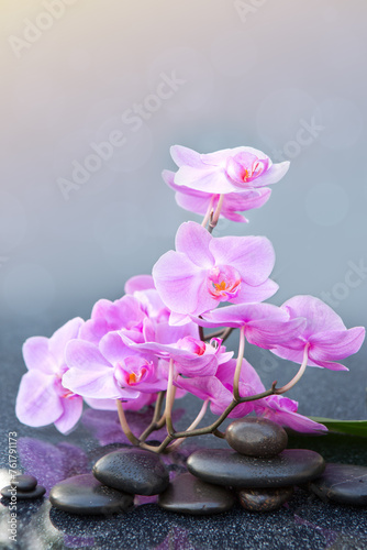 Pink orchid flowers and black spa stones on the gray table background.